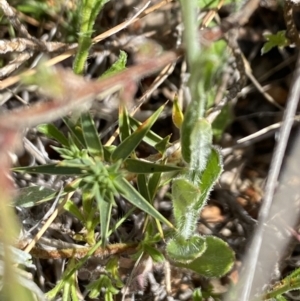 Wahlenbergia stricta subsp. stricta at Booth, ACT - 27 Oct 2023