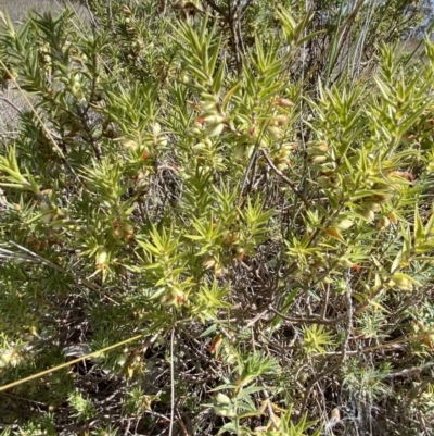 Melichrus urceolatus (Urn Heath) at Booth, ACT - 27 Oct 2023 by Jubeyjubes