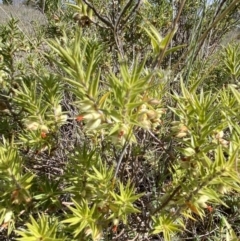 Melichrus urceolatus at Booth, ACT - 27 Oct 2023