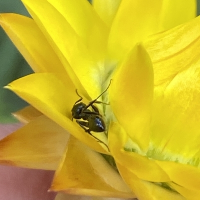 Formicidae (family) (Unidentified ant) at Booth, ACT - 27 Oct 2023 by Jubeyjubes