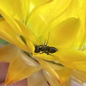 Formicidae (family) at Booth, ACT - 27 Oct 2023