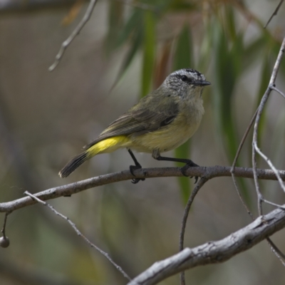 Acanthiza chrysorrhoa (Yellow-rumped Thornbill) at Harcourt Hill - 27 Oct 2023 by Trevor
