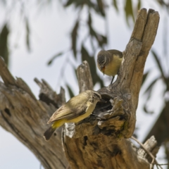 Acanthiza chrysorrhoa at Nicholls, ACT - 27 Oct 2023