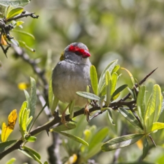 Neochmia temporalis (Red-browed Finch) at Nicholls, ACT - 27 Oct 2023 by MichaelWenke