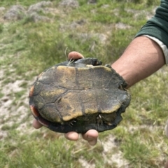 Chelodina longicollis (Eastern Long-necked Turtle) at Cotter Reserve - 27 Oct 2023 by dwise