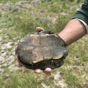 Chelodina longicollis at Stromlo, ACT - 27 Oct 2023