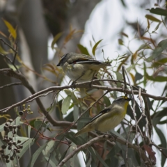 Pardalotus striatus (Striated Pardalote) at Nicholls, ACT - 27 Oct 2023 by MichaelWenke
