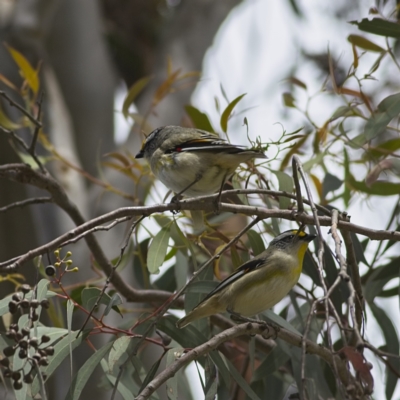Pardalotus striatus (Striated Pardalote) at Nicholls, ACT - 27 Oct 2023 by MichaelWenke