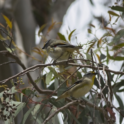 Pardalotus striatus (Striated Pardalote) at Harcourt Hill - 27 Oct 2023 by Trevor