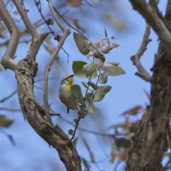 Pardalotus striatus at Nicholls, ACT - 27 Oct 2023