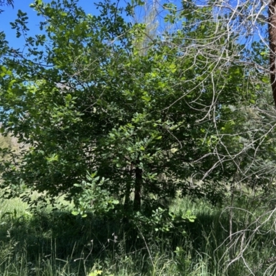 Quercus robur (English Oak) at Coree, ACT - 26 Oct 2023 by dwise