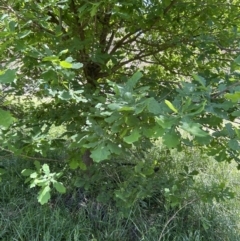 Quercus robur at Coree, ACT - 26 Oct 2023 11:42 AM