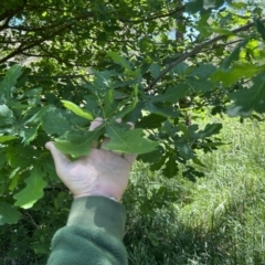 Quercus robur at Coree, ACT - 26 Oct 2023 11:42 AM