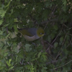 Zosterops lateralis (Silvereye) at Nicholls, ACT - 27 Oct 2023 by MichaelWenke