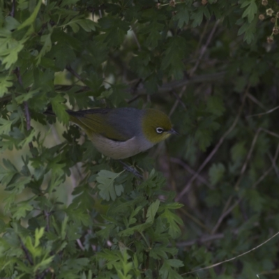Zosterops lateralis (Silvereye) at Nicholls, ACT - 27 Oct 2023 by MichaelWenke