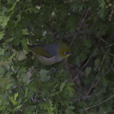 Zosterops lateralis (Silvereye) at Harcourt Hill - 27 Oct 2023 by Trevor
