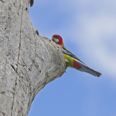 Platycercus eximius (Eastern Rosella) at Nicholls, ACT - 27 Oct 2023 by Trevor