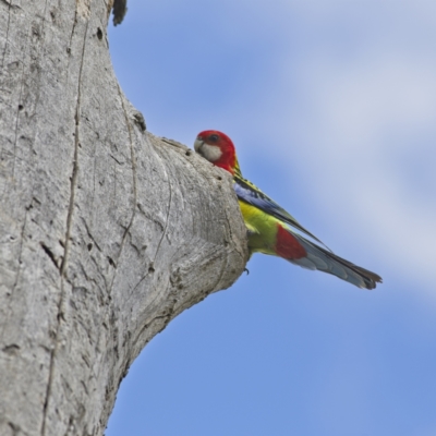 Platycercus eximius (Eastern Rosella) at Harcourt Hill - 27 Oct 2023 by Trevor