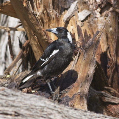 Gymnorhina tibicen (Australian Magpie) at Harcourt Hill - 27 Oct 2023 by Trevor