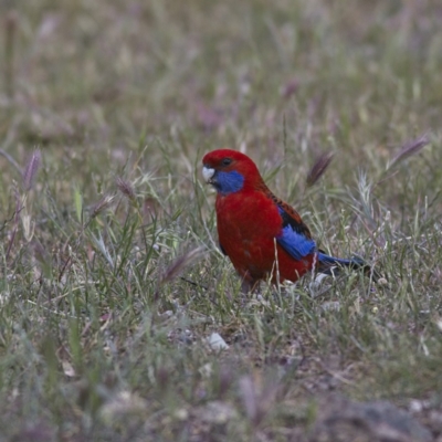 Platycercus elegans (Crimson Rosella) at Belconnen, ACT - 27 Oct 2023 by MichaelWenke