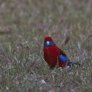 Platycercus elegans at Belconnen, ACT - 27 Oct 2023