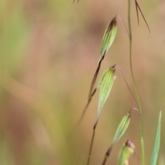 Avena sp. (Wild Oats) at Wodonga, VIC - 30 Sep 2023 by KylieWaldon