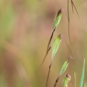 Avena sp. at Wodonga, VIC - 1 Oct 2023