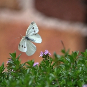 Pieris rapae at Tahmoor, NSW - 27 Oct 2023