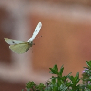 Pieris rapae at Tahmoor, NSW - 27 Oct 2023 11:49 AM