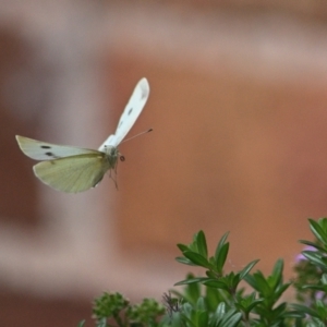 Pieris rapae at Tahmoor, NSW - 27 Oct 2023