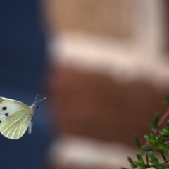 Pieris rapae at Tahmoor, NSW - 27 Oct 2023