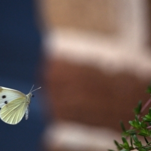 Pieris rapae at Tahmoor, NSW - 27 Oct 2023 11:49 AM