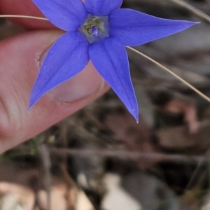 Wahlenbergia capillaris at Stromlo, ACT - 27 Oct 2023