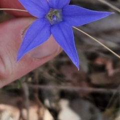 Wahlenbergia capillaris (Tufted Bluebell) at Cooleman Ridge - 27 Oct 2023 by BethanyDunne