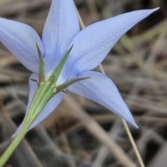 Wahlenbergia capillaris at Stromlo, ACT - 27 Oct 2023 03:26 PM