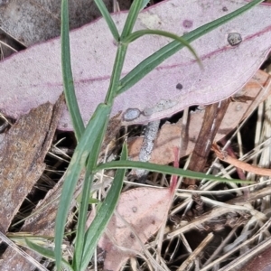 Wahlenbergia capillaris at Stromlo, ACT - 27 Oct 2023
