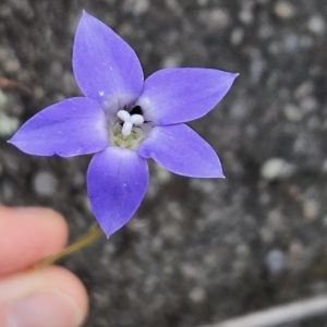 Wahlenbergia luteola at Tuggeranong, ACT - 27 Oct 2023 02:49 PM