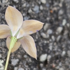 Wahlenbergia luteola at Tuggeranong, ACT - 27 Oct 2023 02:49 PM