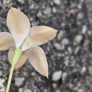 Wahlenbergia luteola at Tuggeranong, ACT - 27 Oct 2023