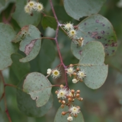 Eucalyptus polyanthemos (Red Box) at WREN Reserves - 30 Sep 2023 by KylieWaldon