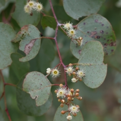 Eucalyptus polyanthemos (Red Box) at Wodonga, VIC - 1 Oct 2023 by KylieWaldon