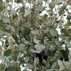 Eucalyptus polyanthemos at Wodonga, VIC - 1 Oct 2023