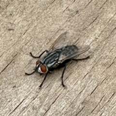 Sarcophagidae sp. (family) (Unidentified flesh fly) at Aranda, ACT - 27 Oct 2023 by KMcCue