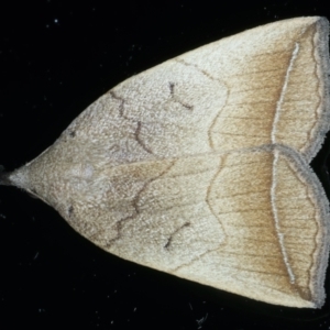 Simplicia armatalis at Ainslie, ACT - 24 Oct 2023