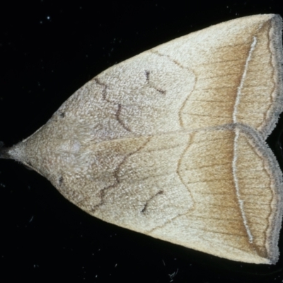 Simplicia armatalis (Crescent Moth) at Ainslie, ACT - 24 Oct 2023 by jb2602