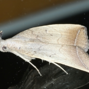 Simplicia armatalis at Ainslie, ACT - 24 Oct 2023