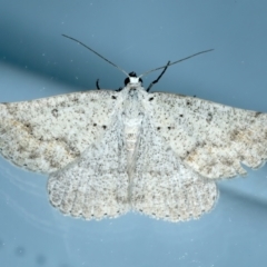 Nearcha aridaria (An Oenochromine moth) at Ainslie, ACT - 24 Oct 2023 by jb2602