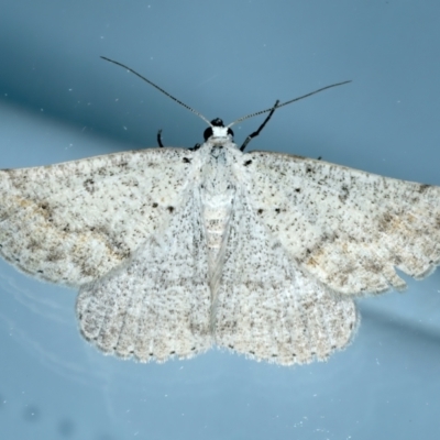 Nearcha aridaria (Desert Nearcha (Oenochrominae) at Ainslie, ACT - 24 Oct 2023 by jb2602