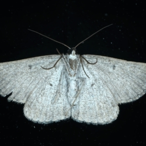 Nearcha aridaria at Ainslie, ACT - 24 Oct 2023