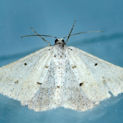 Isturgia penthearia (Delta Geometrid) at Ainslie, ACT - 24 Oct 2023 by jb2602